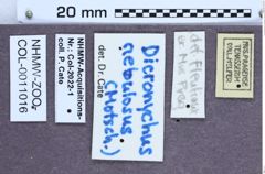 Etiketten zu Cardiophorus nebulosus (NHMW-ZOO-COL-0011016)